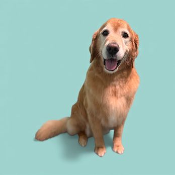Kait’s Grooming - Pet Groomers Near Me - Hornell, New York Kait’s Grooming - Pet Groomers Near Me - Hornell, New York