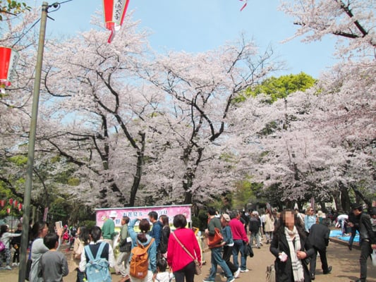 上野恩賜公園 桜 36 Photos Local Flavour 上野公園5 台東区 東京都 Japan Phone Number Yelp