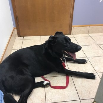 Firgrove Veterinary Hospital - After seeing Dr. and waiting on sample from ear... wanting to know if ear infections is yeast or not... - Veterinarians Near Me - Puyallup, Washington Firgrove Veterinary Hospital - After seeing Dr. and waiting on sample from ear... wanting to know if ear infections is yeast or not... - Veterinarians Near Me - Puyallup, Washington