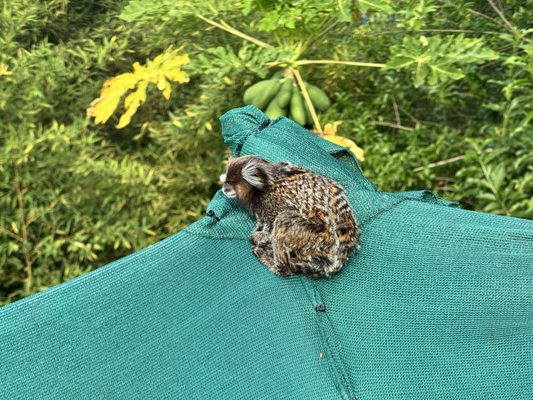 Sugar Loaf cable car by null