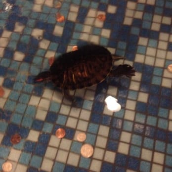 Hibachi Grill & Supreme Buffet - Hsien Ko the restaurants pet turtle - Chinese Near Me - Durham, North Carolina