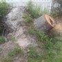 Photo of JBS Tree Experts