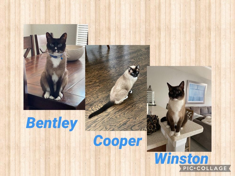 Feline Fine Image