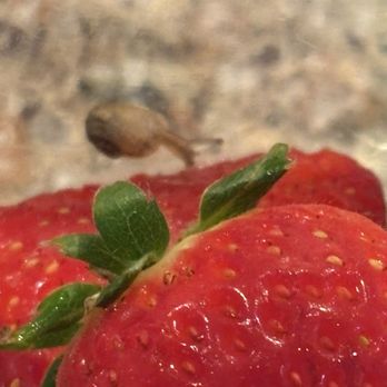 Nugget Markets - Snails - Grocery Near Me - Elk Grove, California