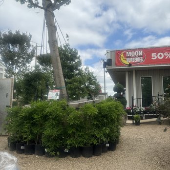 Moon Valley Nurseries - Red Oak Tree - Nurseries & Gardening Near Me - Forney, Texas