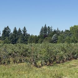 Livingston Mountain Blueberry Farm