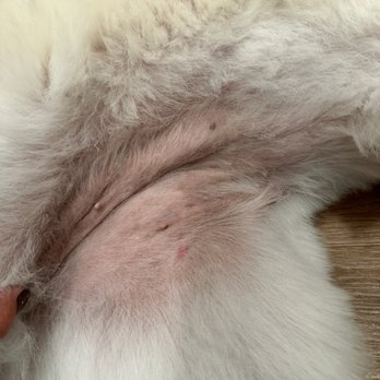 Williamsburg Pet Hotel & Suites - She was nicked by the blade on her belly. - Pet Groomers Near Me - Ballwin, Missouri Williamsburg Pet Hotel & Suites - She was nicked by the blade on her belly. - Pet Groomers Near Me - Ballwin, Missouri