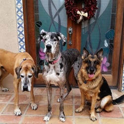 The Pet Nanny In Home Pet Sitters