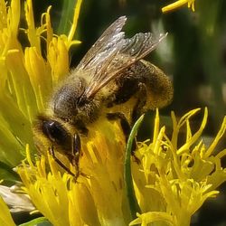 Theodore Roosevelt National Park - Other Bee - also doing bee things