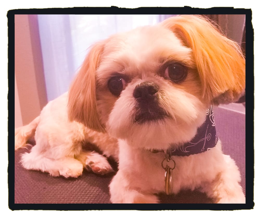 Photos of PET BUDDIES PET CARE Updated August 2024 11 Photos Mansfield Blvd, Wesley Chapel