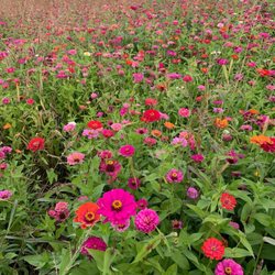 Appleland Farm Market - Zinnias