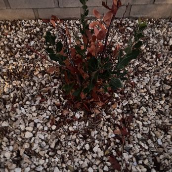 Green Valley Landscape Development - Dead plant - Landscaping Near Me - Hesperia, California Green Valley Landscape Development - Dead plant - Landscaping Near Me - Hesperia, California
