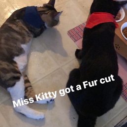 Miss Kitty was bathed and given a fur cut. Chadwick was bathed only but I am considering a cut next visit