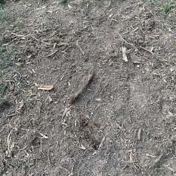 Tim Mente Tree Expert - Unremoved grindings - Tree Services Near Me