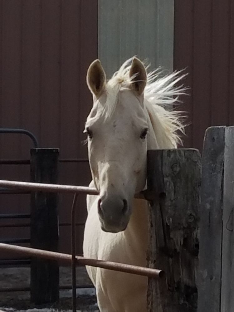 BZ Equestrian - equestrian in Parker, CO