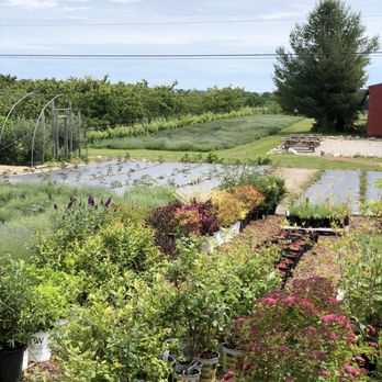 Harbor View Lavender Farm - Nurseries & Gardening Near Me - Traverse City, Michigan Harbor View Lavender Farm - Nurseries & Gardening Near Me - Traverse City, Michigan