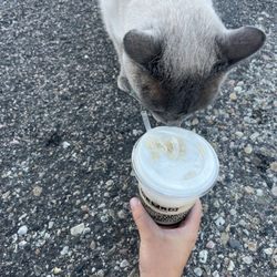 Metro Coffee Company - Sweet Pea Latte