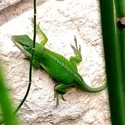 Pace Bend RV Park - Wildlife!