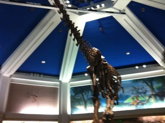 DINOSAUR by null