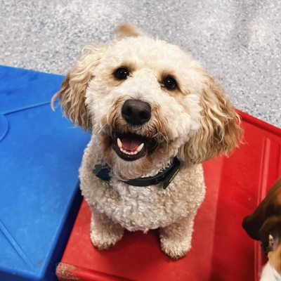 4 PAWZ ONLY - Updated June 2026 - 100 Photos & 19 Reviews - 1830 45th