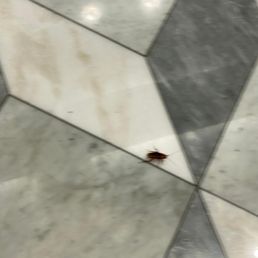Pest in the main lobby Pest in the main lobby