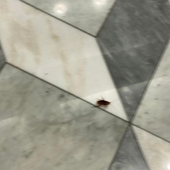 Parkhill City - Pest in the main lobby - Apartments Near Me - Queens, New York Parkhill City - Pest in the main lobby - Apartments Near Me - Queens, New York