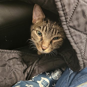 VEG ER for Pets - Emergency Pet Hospital Near Me - Jacksonville, Florida