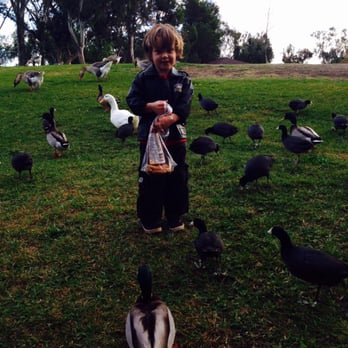 Guajome Regional Park - Plenty more ducks than this - Parks Near Me - Oceanside, California