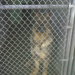 North Hempstead Town Animal Shelter - How gorgeous is he?