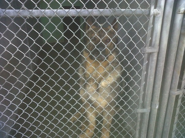North Hempstead Town Animal Shelter Image