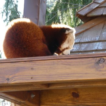 Blank Park Zoo - Red Panda - Zoos Near Me - Des Moines, Iowa Blank Park Zoo - Red Panda - Zoos Near Me - Des Moines, Iowa