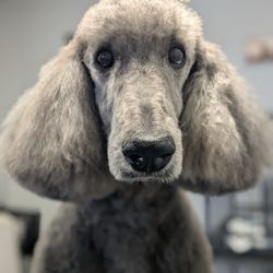 Paw Lounge - Romeo LOVES Paw Lounge!