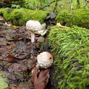 Meadowdale Beach Park - Lots of mushrooms in the fall - Parks Near Me - Edmonds, Washington Meadowdale Beach Park - Lots of mushrooms in the fall - Parks Near Me - Edmonds, Washington