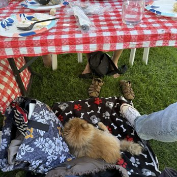 Retzlaff Vineyards - Dog friendly! My pup chillin on a blanket under our table - Wineries Near Me - Livermore, California Retzlaff Vineyards - Dog friendly! My pup chillin on a blanket under our table - Wineries Near Me - Livermore, California