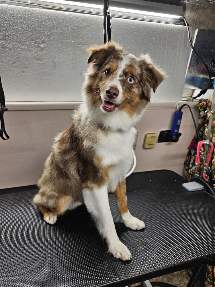 S S CLIPPER MOBILE Updated September 2024 15 Photos Titusville