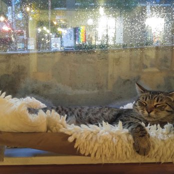NEKO: A Cat Cafe - Snoozing kitty - Themed Cafes Near Me - Seattle, Washington NEKO: A Cat Cafe - Snoozing kitty - Themed Cafes Near Me - Seattle, Washington