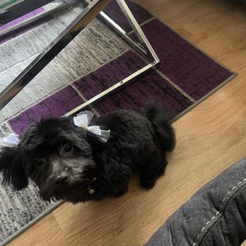 Spoiled Paws Grooming - After - Pet Groomers Near Me - Norwalk, California Spoiled Paws Grooming - After - Pet Groomers Near Me - Norwalk, California
