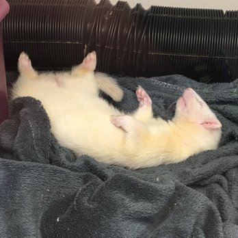 Petland - Pet Stores Near Me - Edmonton, Alberta
