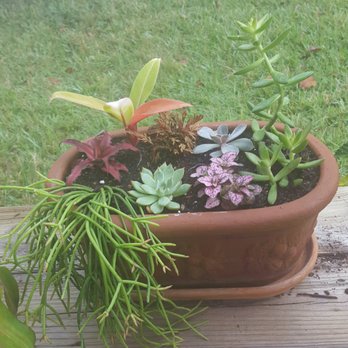 Georgie's Paradise - Nurseries & Gardening Near Me - Miami, Florida