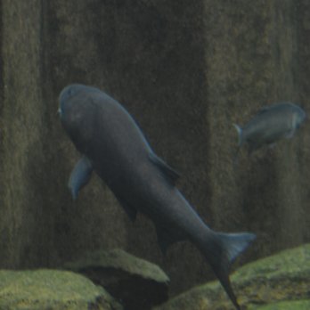 Shedd Aquarium - Aquariums Near Me - Chicago, Illinois Shedd Aquarium - Aquariums Near Me - Chicago, Illinois