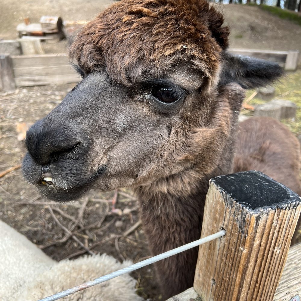 Sonoma TrainTown Railroad - Fed the alpacas, goats and sheep! - Amusement Parks Near Me - Sonoma, California