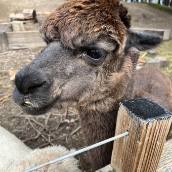 Sonoma TrainTown Railroad - Fed the alpacas, goats and sheep! - Amusement Parks Near Me - Sonoma, California
