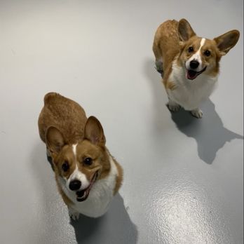 Dogdrop Dog Daycare - Pet Boarding Near Me - Anaheim, California