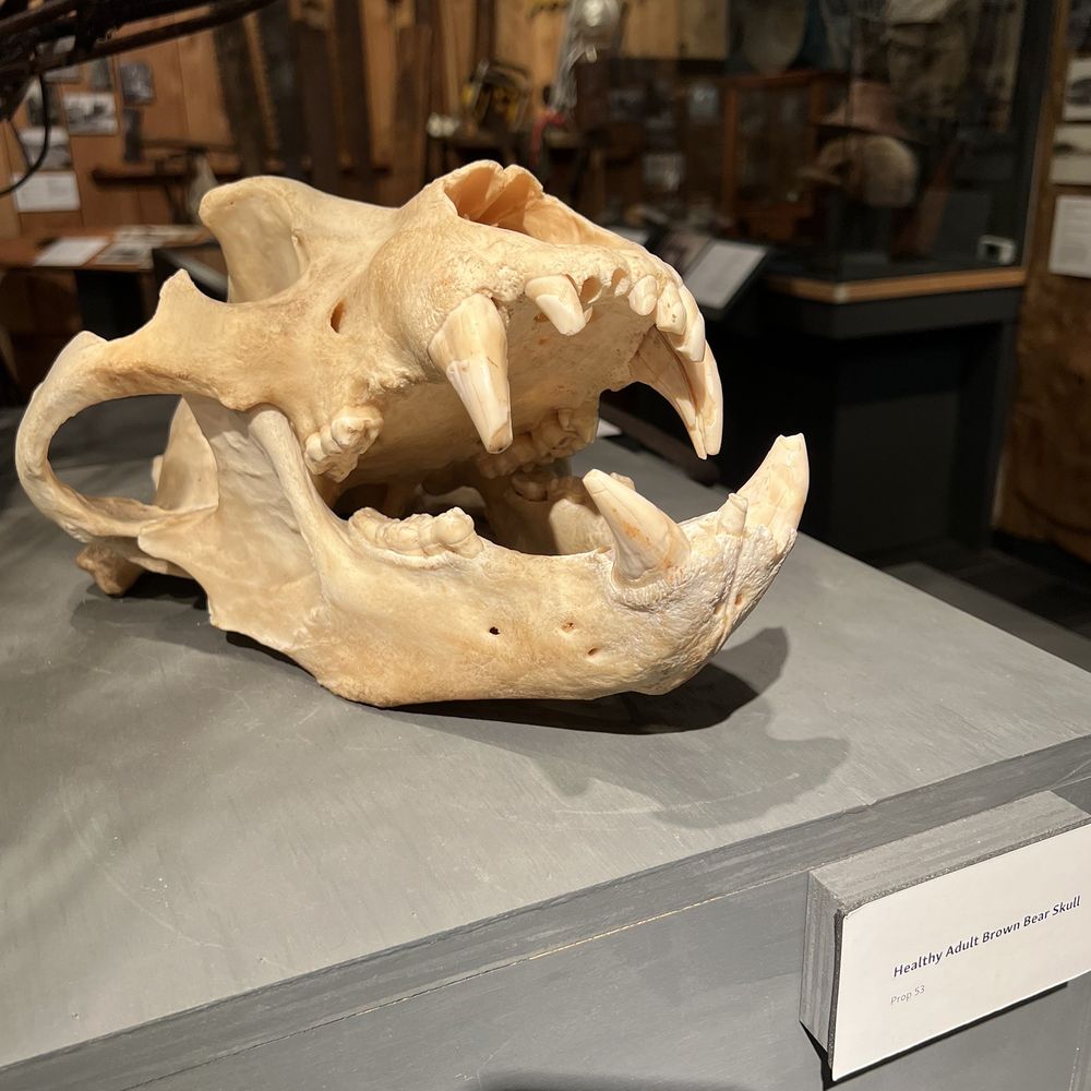 Tongass Historical Museum - Brown bear skull - Museums Near Me - Ketchikan, Alaska Tongass Historical Museum - Brown bear skull - Museums Near Me - Ketchikan, Alaska