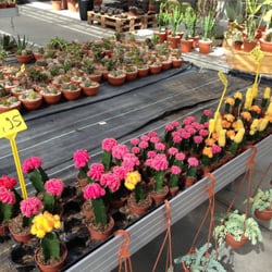 Kakteenland Steinfeld Deutsches Aloe Vera Zentrum