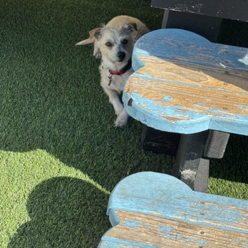 Lucky Buddies Pet Sitting - Pet Boarding Near Me - San Jose, California Lucky Buddies Pet Sitting - Pet Boarding Near Me - San Jose, California
