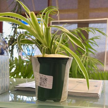 Jordan's Jungle - Oceans spider plant 4" pot - Nurseries & Gardening Near Me - Pawtucket, Rhode Island