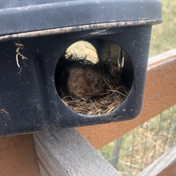 Saela Pest Control - The trap was full of bedding and had not been serviced in more than a year based on the activity within the bait station. - Pest Control Near Me - Northglenn, Colorado