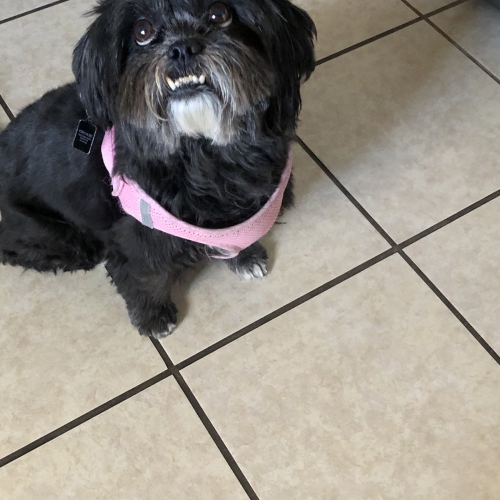 Paws Plaza - Right after picking her up from her grooming appt., she even appears to be dirty. - Pet Groomers Near Me - Santa Fe, New Mexico Paws Plaza - Right after picking her up from her grooming appt., she even appears to be dirty. - Pet Groomers Near Me - Santa Fe, New Mexico