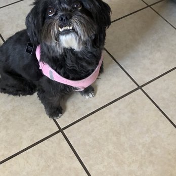 Paws Plaza - Right after picking her up from her grooming appt., she even appears to be dirty. - Pet Groomers Near Me - Santa Fe, New Mexico